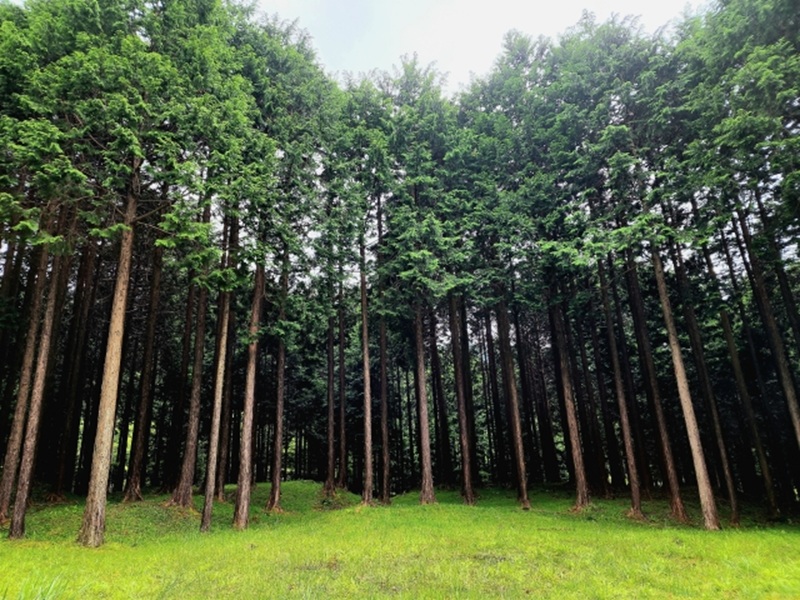 国産 ひのき すのこベッド